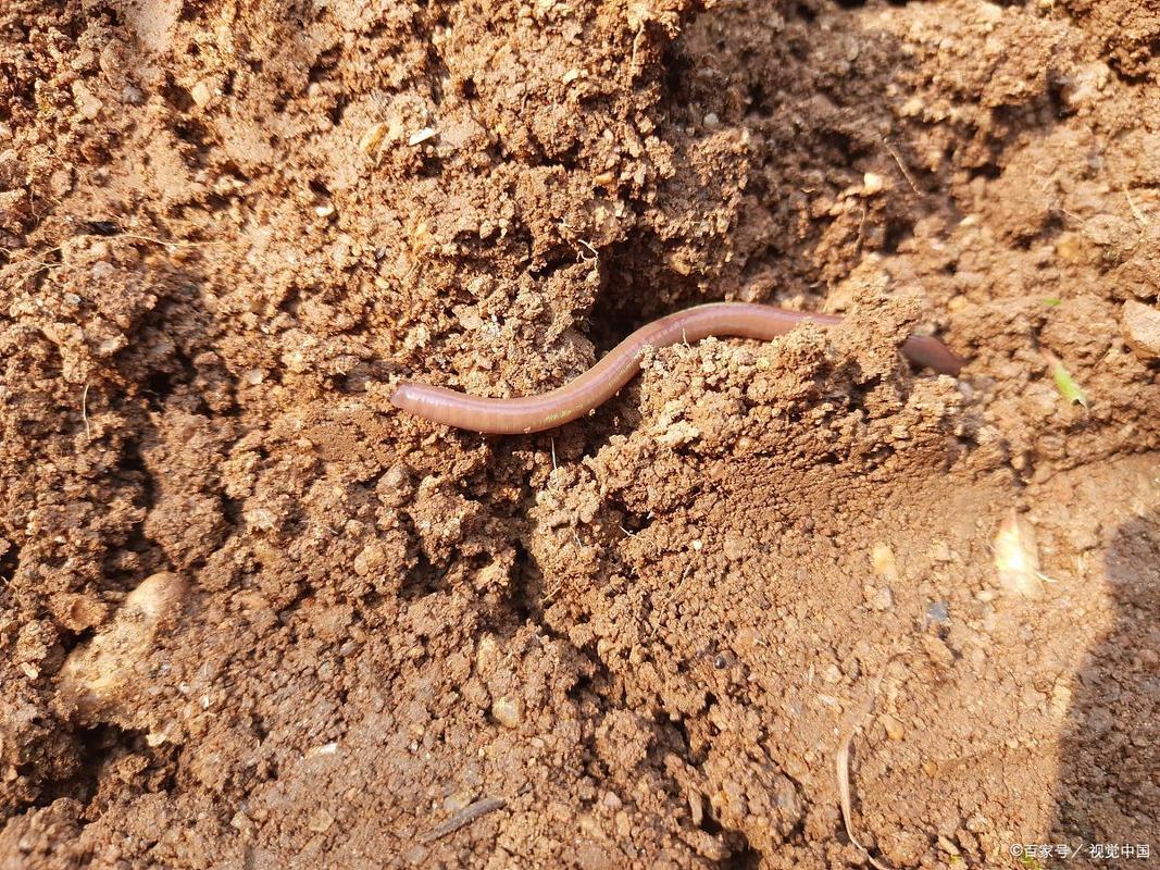 蚯蚓是什么季节的动物？蚯蚓什么时候出现在什么地方