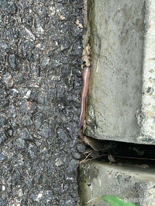 蚯蚓是什么季节的动物?蚯蚓什么时候出现在什么地方