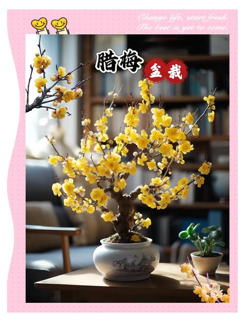 腊梅能在南方养吗?腊梅适合在南方还是北方