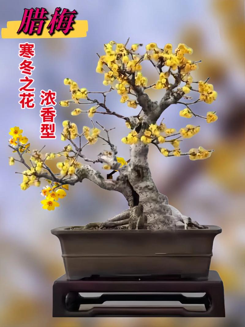 腊梅能在南方养吗?腊梅适合在南方还是北方