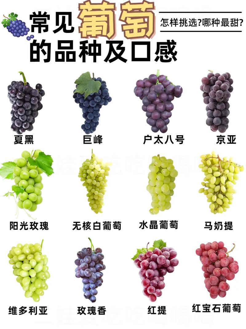 葡萄是一种什么水果？你知道葡萄是什么吗