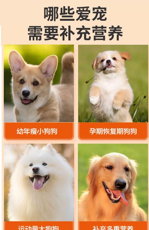 金毛刚下完崽子都要吃些什么？金毛下完崽给狗吗吃啥补品