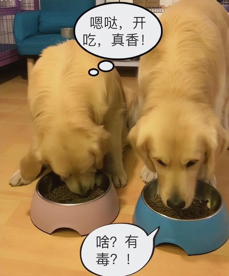 金毛刚下完崽子都要吃些什么?金毛下完崽给狗吗吃啥补品