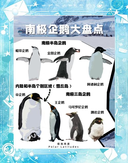 企鹅是保护动物吗几级的动物?企鹅算不算保护动物