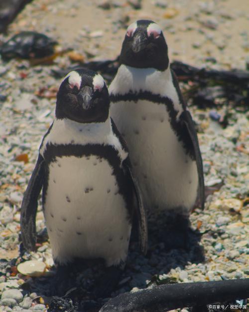 企鹅是保护动物吗几级的动物?企鹅算不算保护动物