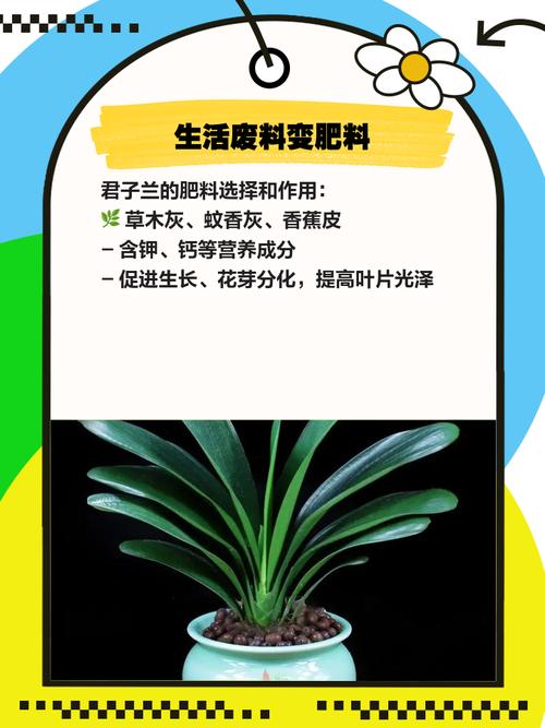 如何制作君子兰肥料？怎样制作君子兰肥料