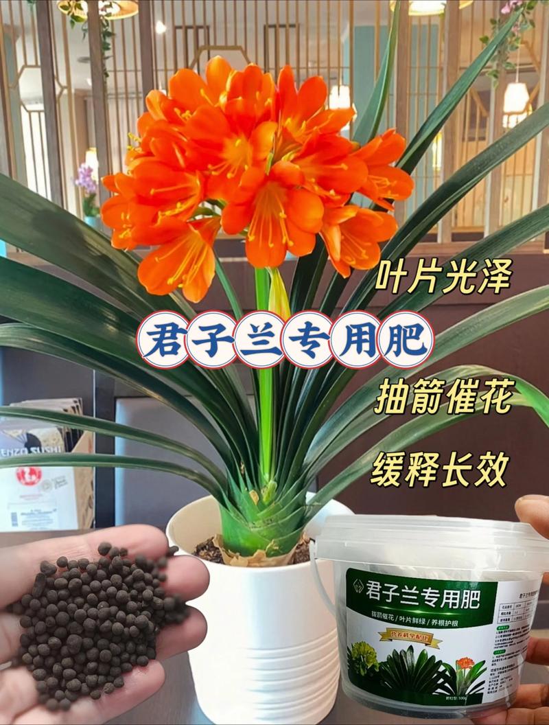 如何制作君子兰肥料?怎样制作君子兰肥料