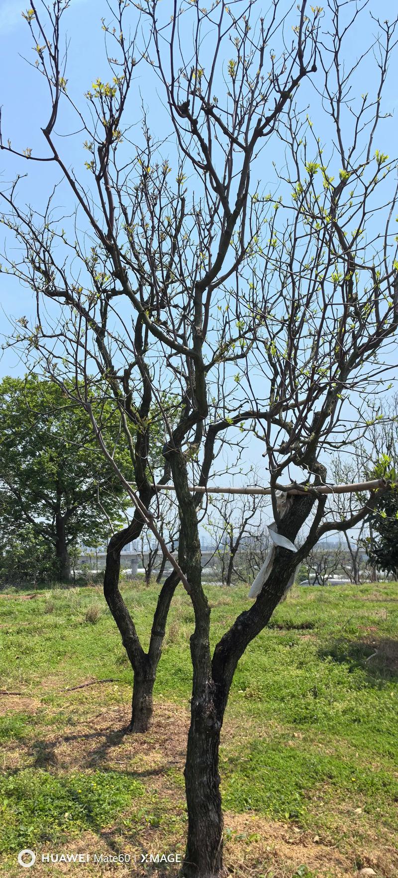 盆栽枣树多少年结果一次？盆栽枣树种植栽培与管理