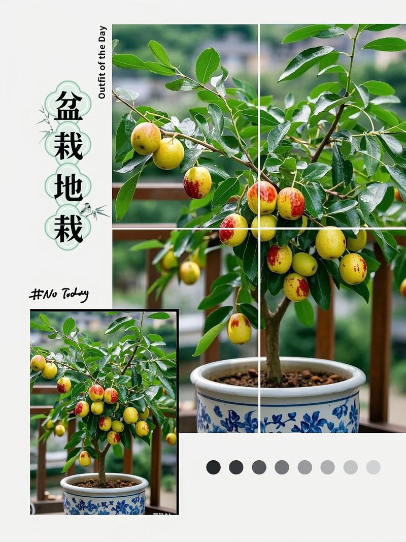 盆栽枣树多少年结果一次?盆栽枣树种植栽培与管理