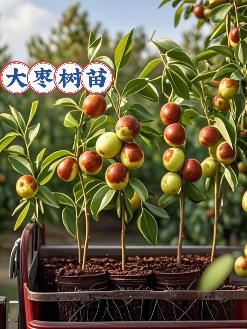盆栽枣树多少年结果一次?盆栽枣树种植栽培与管理