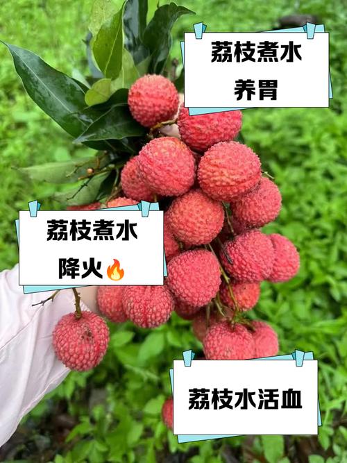 荔枝可以用温水泡吗？荔枝可以用开水烫吗