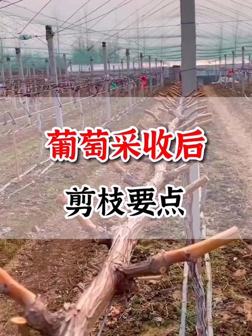 第一年葡萄修剪图解?第一年葡萄苗怎么留枝