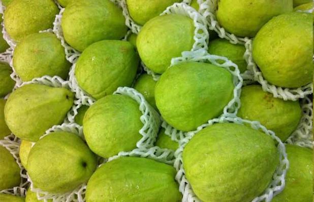 番石榴最佳食用季节?番石榴最佳食用季节是什么