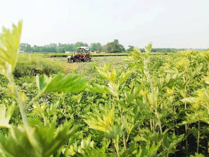 上海地区有艾草吗?上海艾草种植基地
