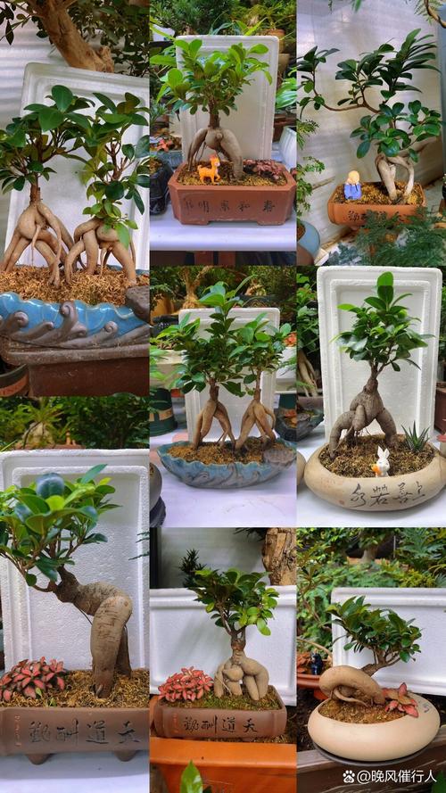 人参榕扦插多久换盆?人参榕扦插多久换盆合适