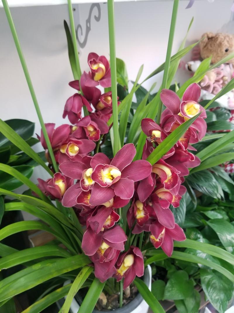 兰花适合放家里什么位置?兰花适合放哪