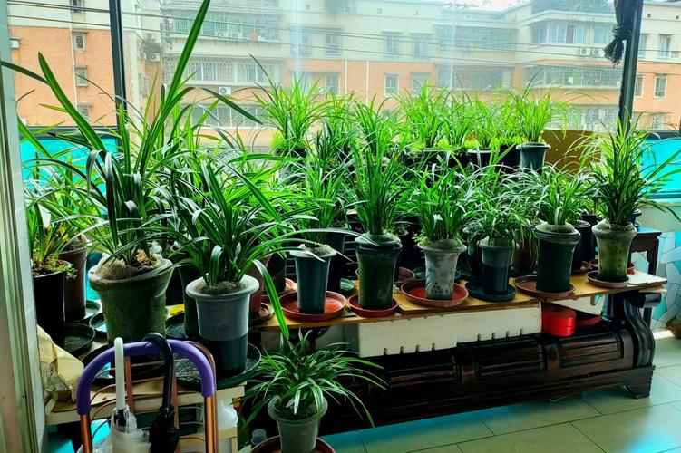 兰花适合放家里什么位置?兰花适合放哪