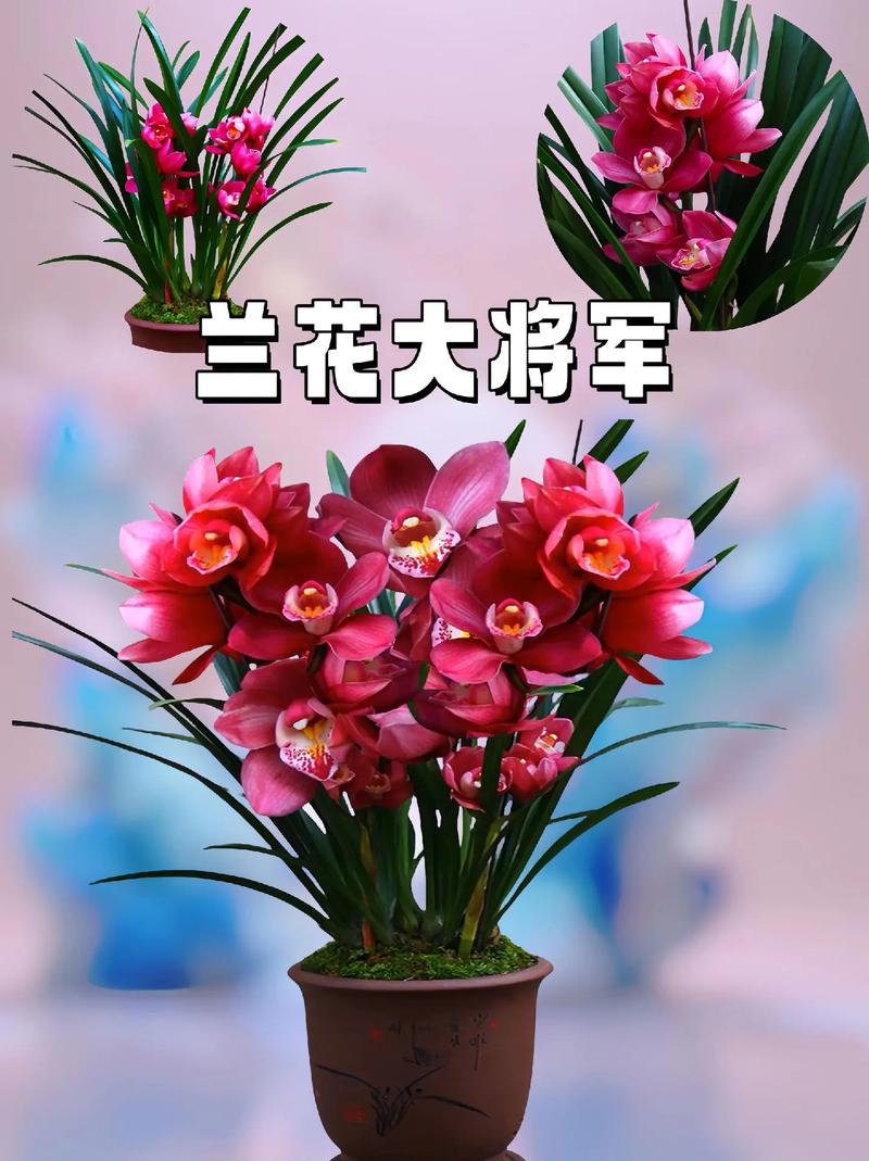 兰花适合放家里什么位置?兰花适合放哪