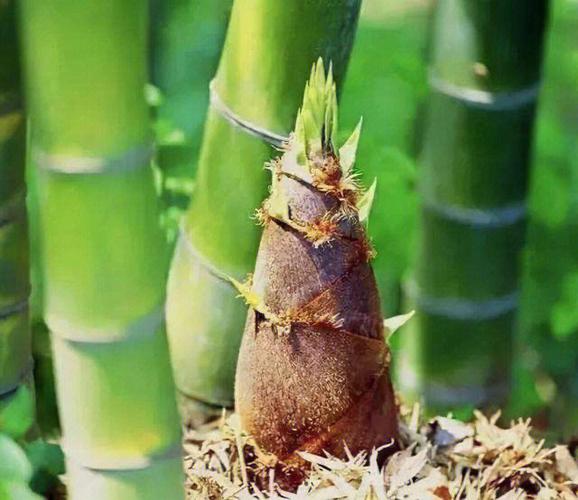 芦笋和竹笋是一个东西吗?芦笋和竹笋的区别