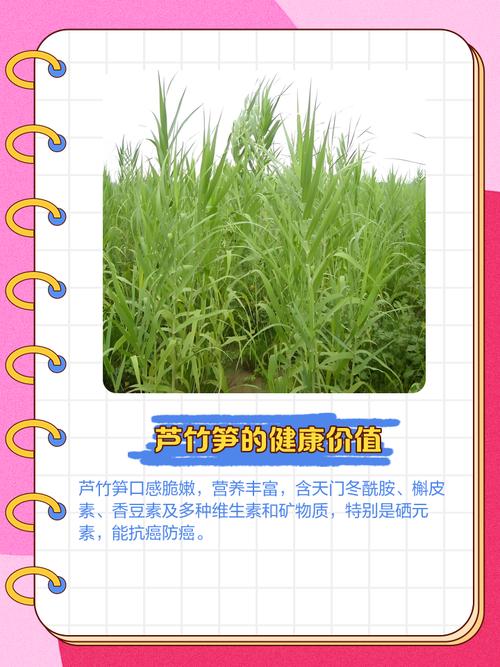 芦笋和竹笋是一个东西吗?芦笋和竹笋的区别