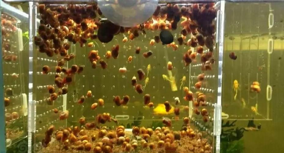 巧克力娃娃吃什么螺？巧克力娃娃吃不吃田螺