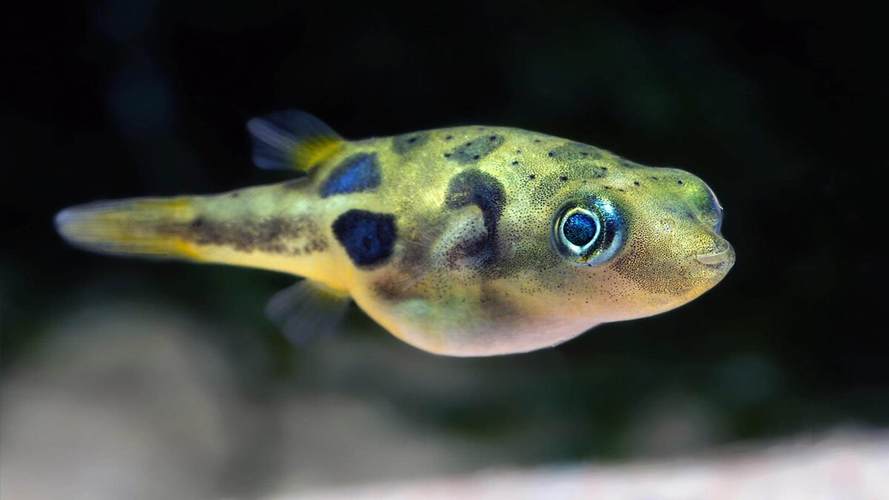 巧克力娃娃吃什么螺?巧克力娃娃吃不吃田螺