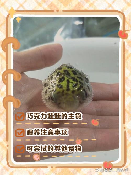 巧克力娃娃吃什么螺?巧克力娃娃吃不吃田螺