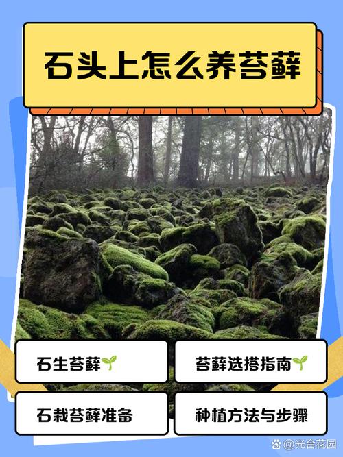 怎么样让石头上长绿苔？怎么让石头上长青苔
