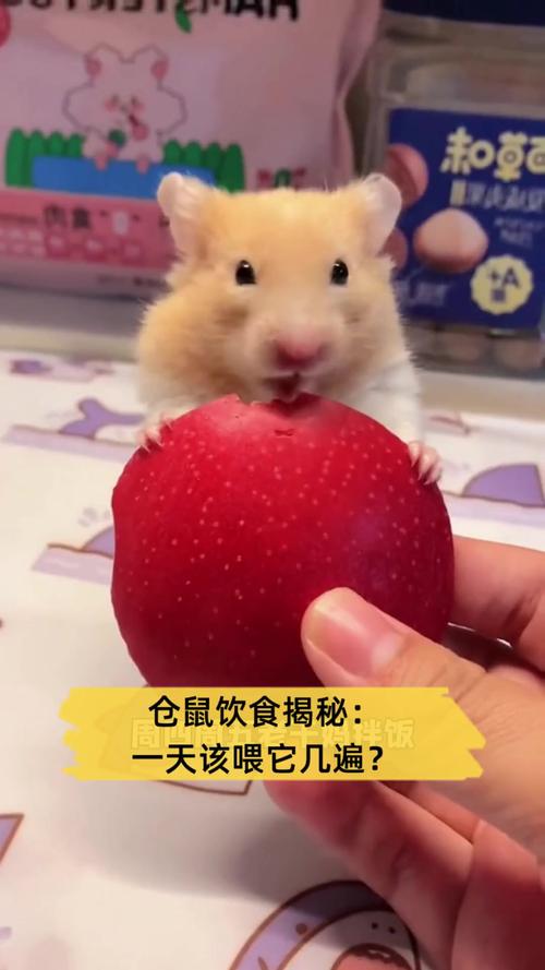 仓鼠可以吃生米么？仓鼠可以吃生米饭吗