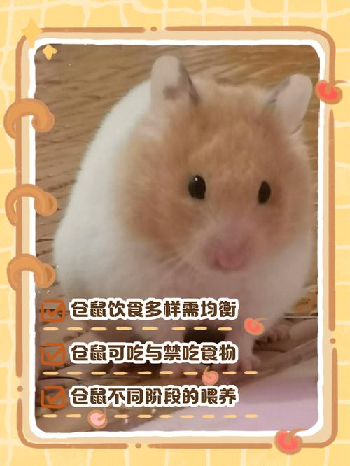 仓鼠可以吃生米么?仓鼠可以吃生米饭吗