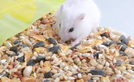 仓鼠可以吃生米么?仓鼠可以吃生米饭吗