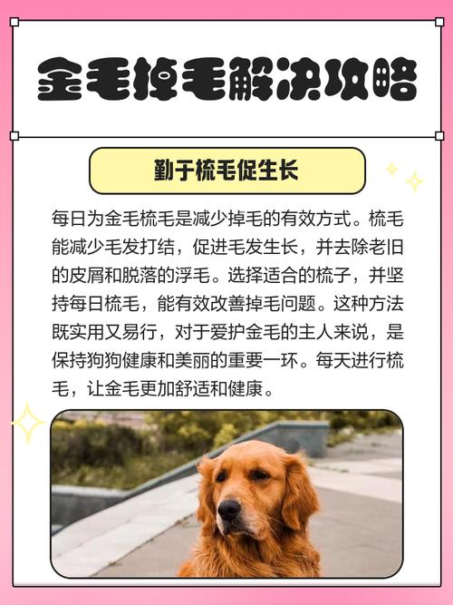 金毛长跳蚤了可以剃毛吗?金毛狗狗身上有跳蚤怎么办