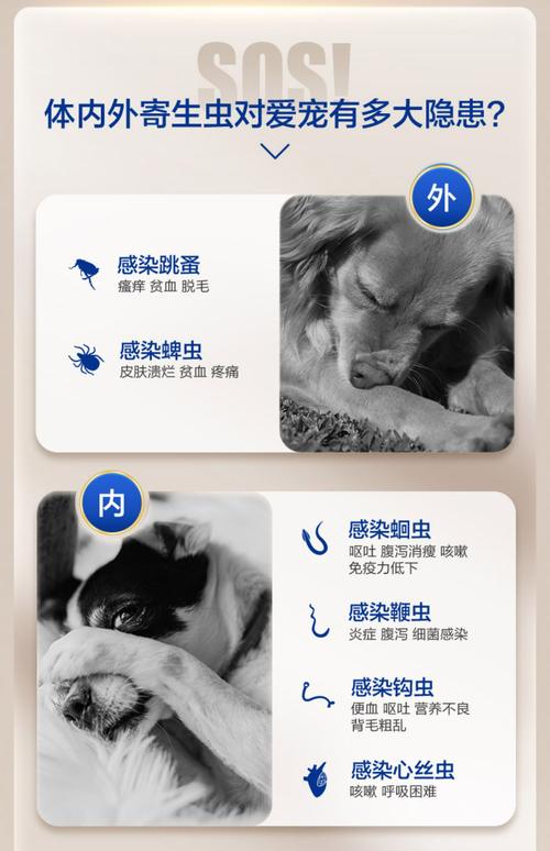 金毛长跳蚤了可以剃毛吗?金毛狗狗身上有跳蚤怎么办