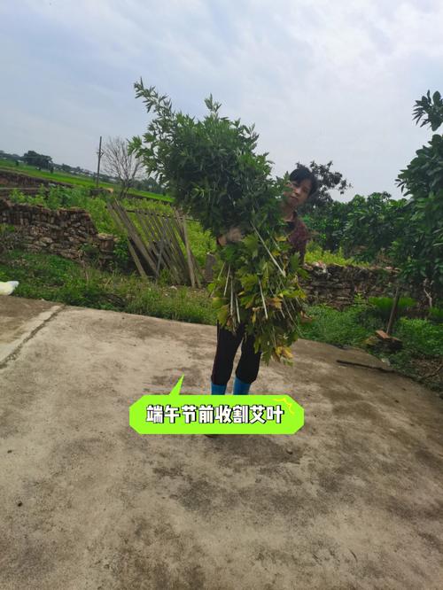 艾草一年收割几次什么时候收割最好?艾草一年收割几次什么时候收割最好呢