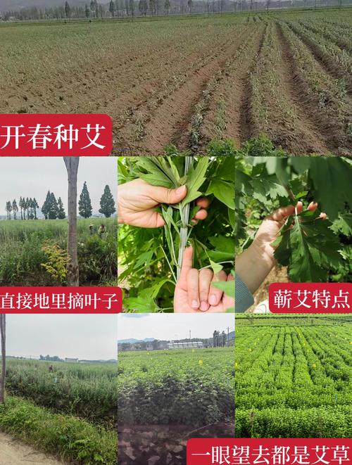 艾草一年收割几次什么时候收割最好?艾草一年收割几次什么时候收割最好呢