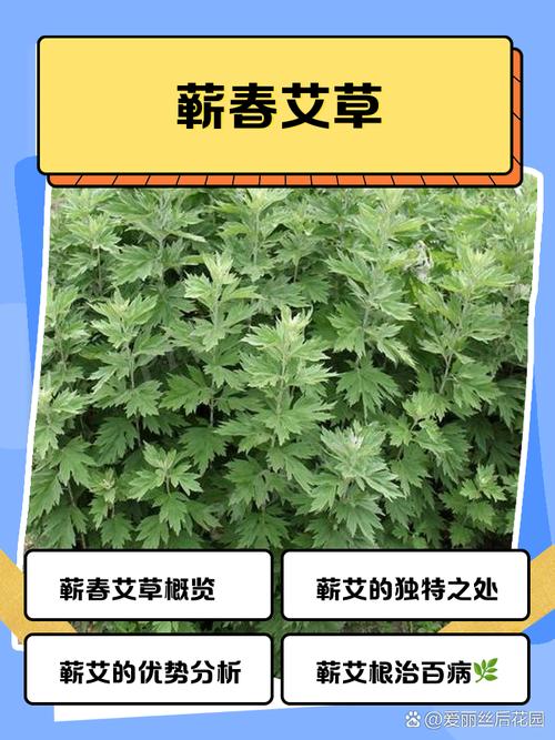 艾草一年收割几次什么时候收割最好?艾草一年收割几次什么时候收割最好呢