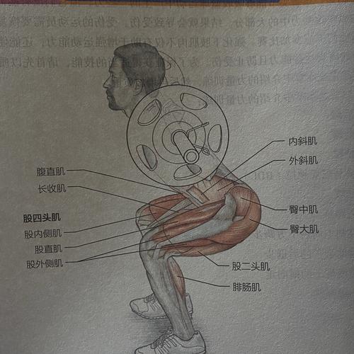 身上最发达的肌肉?肌肉最发达的部位