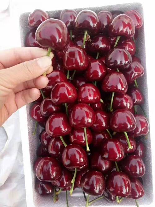 山东大樱桃和车厘子哪个好吃?车厘子 山东大樱桃