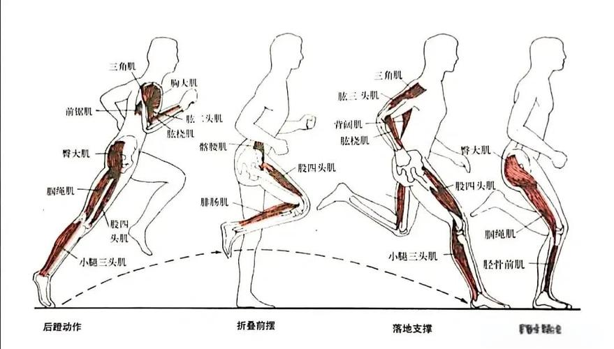 跑步如何提高重心稳定性?跑步怎么重心前移