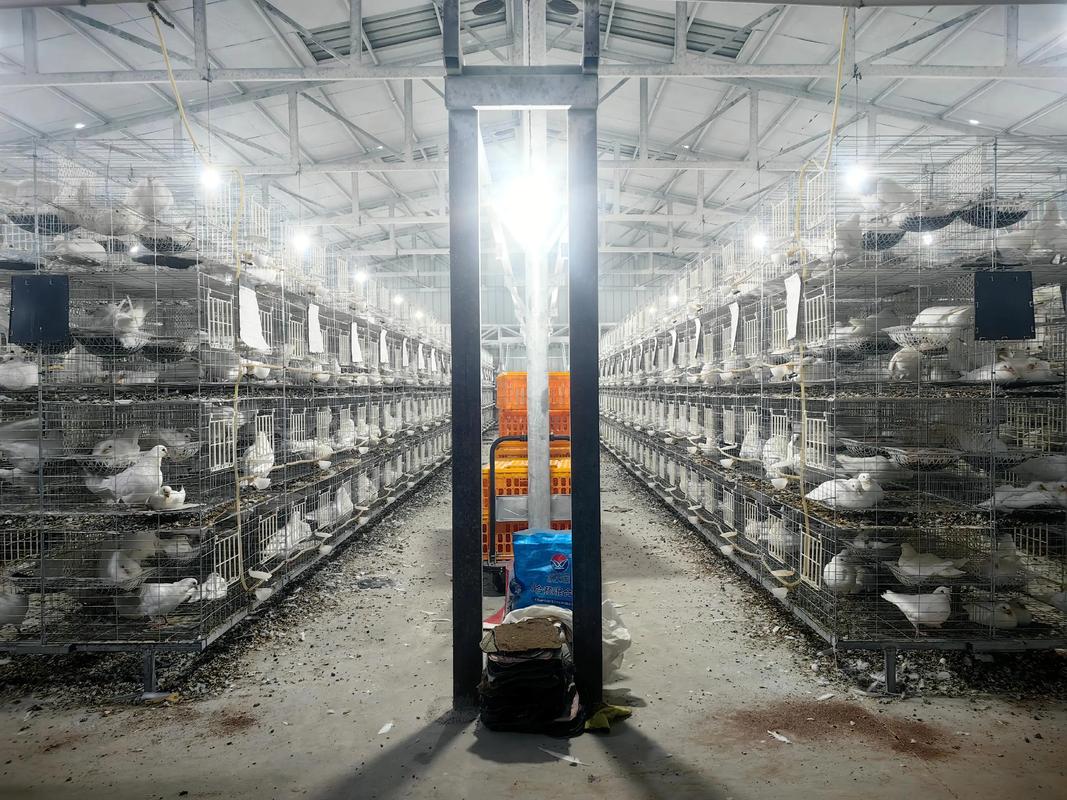 肉鸽的养殖效益如何?肉鸽养殖肉鸽养殖