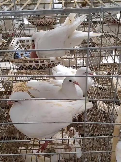 肉鸽的养殖效益如何?肉鸽养殖肉鸽养殖