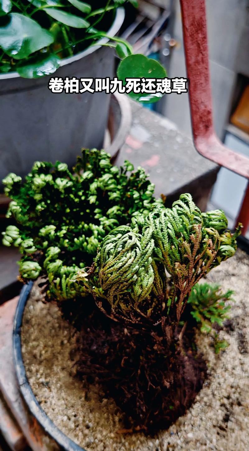 九死还魂草盆栽用什么土?九死还魂草用什么肥料