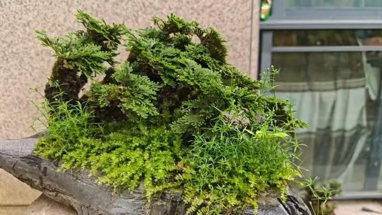 九死还魂草盆栽用什么土?九死还魂草用什么肥料