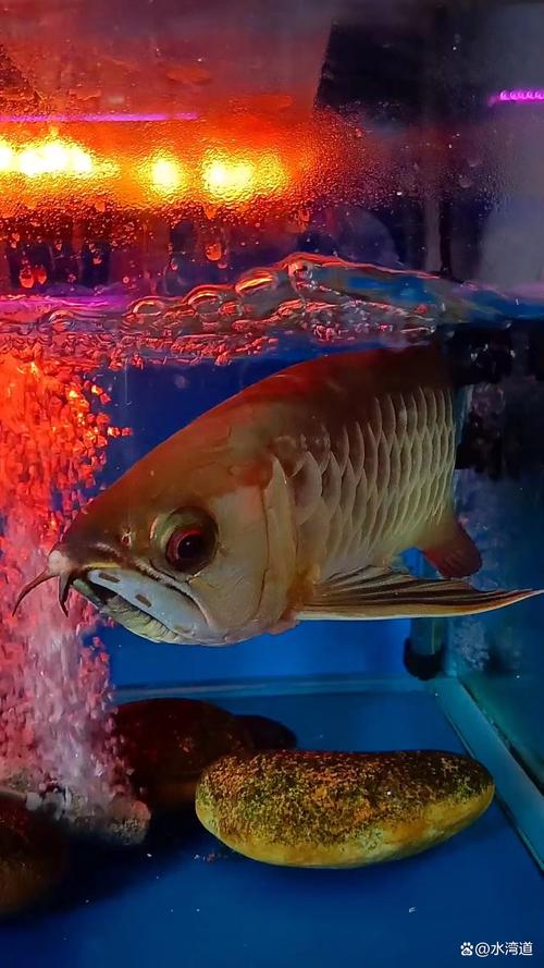 金龙鱼使用什么灯光？金龙鱼要什么灯光才发色