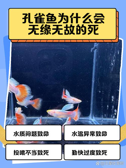 孔雀鱼连续死亡是什么原因？孔雀鱼这两天连续死亡是什么原因
