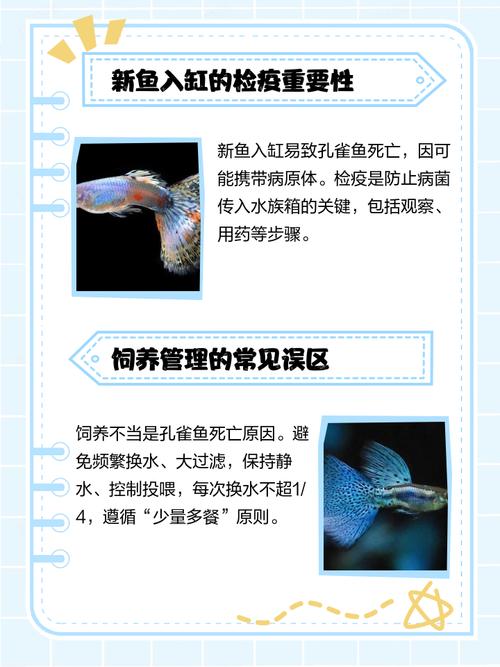 孔雀鱼连续死亡是什么原因?孔雀鱼这两天连续死亡是什么原因