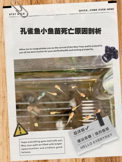 孔雀鱼连续死亡是什么原因?孔雀鱼这两天连续死亡是什么原因