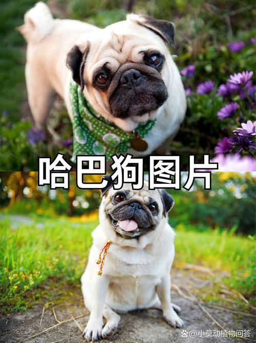 哈巴狗比喻哪一类人??哈巴狗比喻什么人