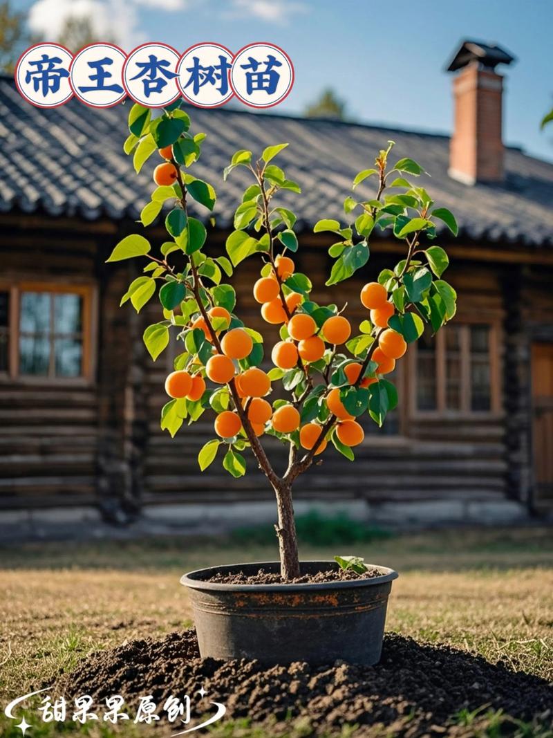 杏树高度怎么控制?杏树太高了怎么办