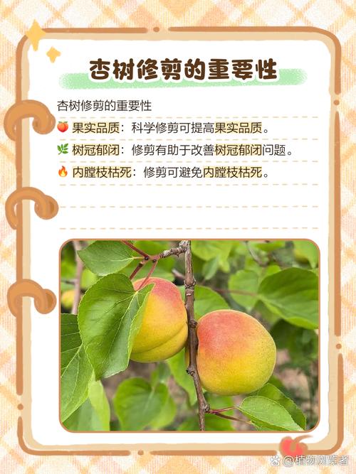 杏树高度怎么控制?杏树太高了怎么办